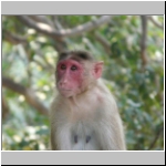 Rhesus macaque.jpg